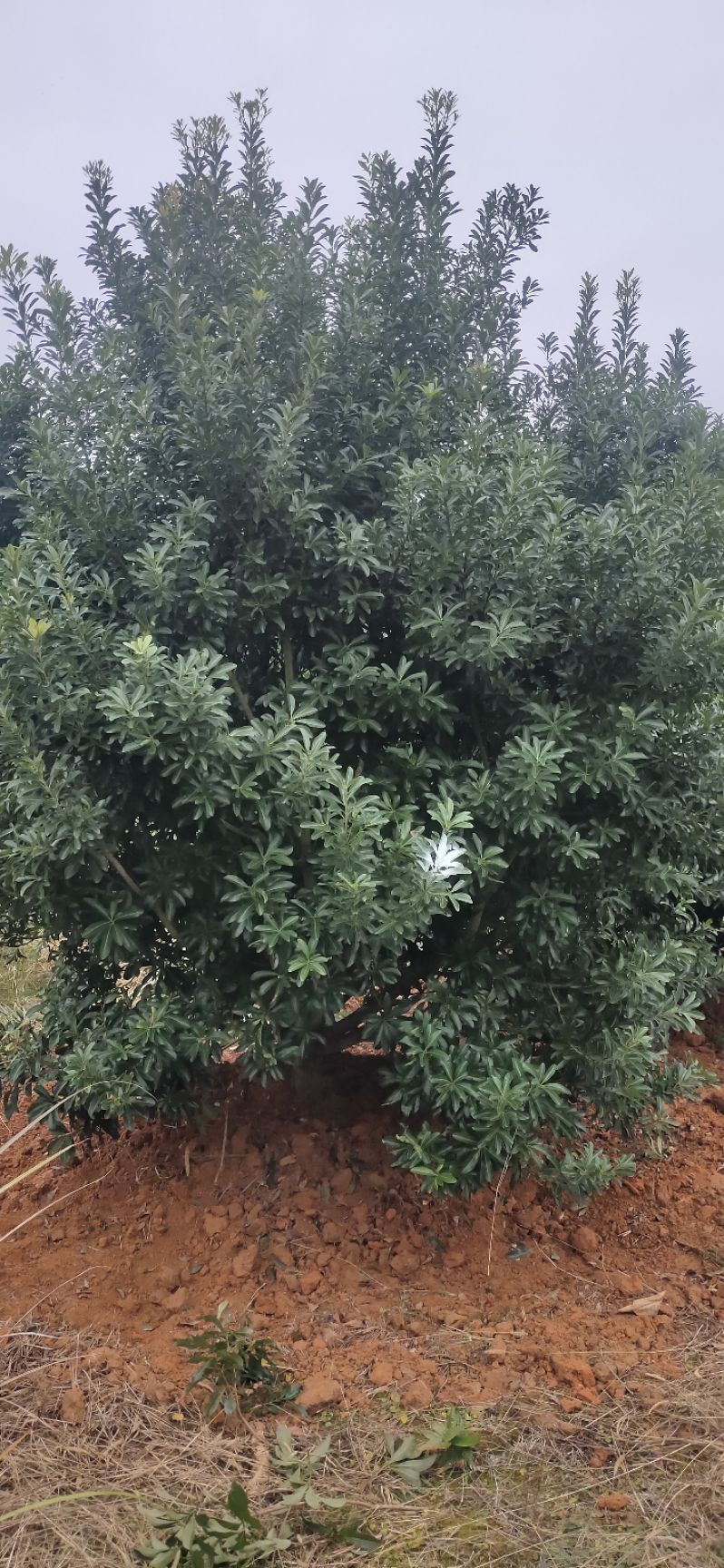 大黑炭杨梅树苗  杨梅树，精品杨梅球，地苗，断根苗，容器苗，