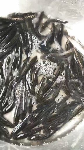 小龙虾苗，奥州品种，抗病力强，成活高，包送