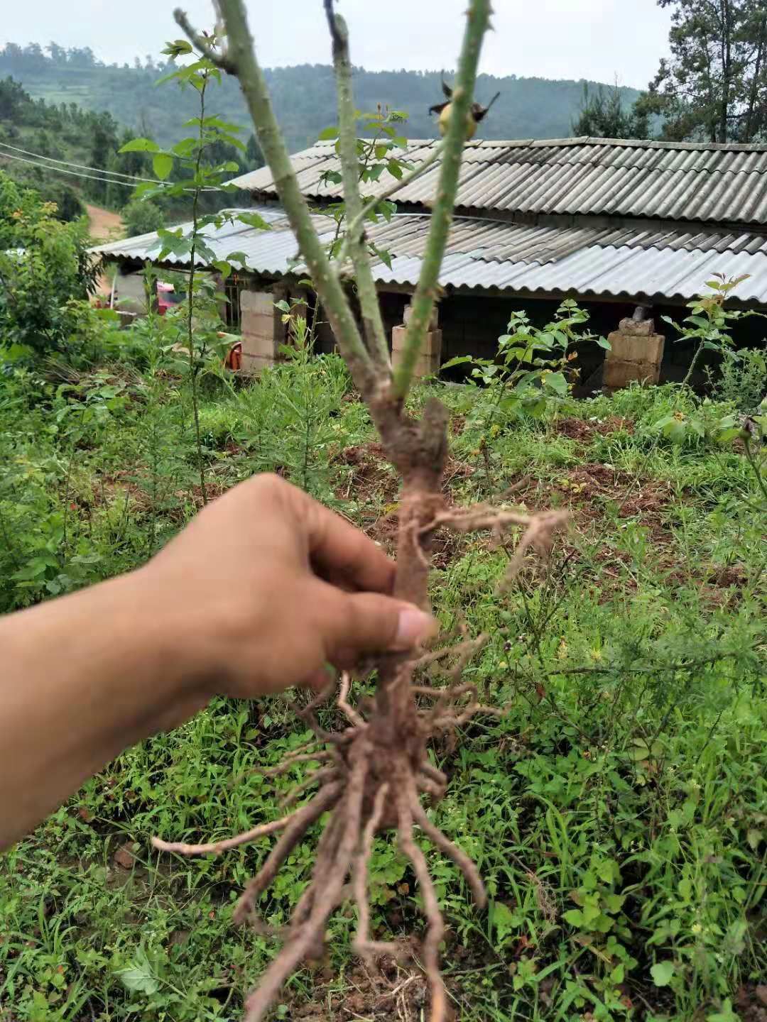 多头玫瑰 玫瑰花