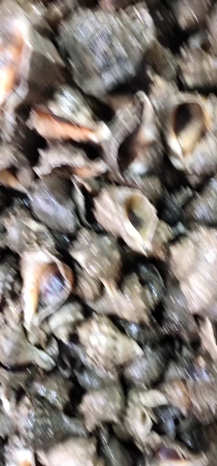红螺  本地海螺批发天天有新货质量保证
