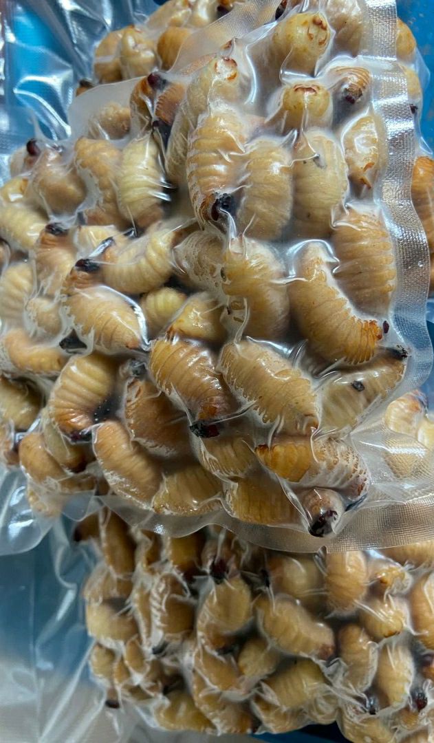  长期大量供应竹虫，全国发货，价格优惠！