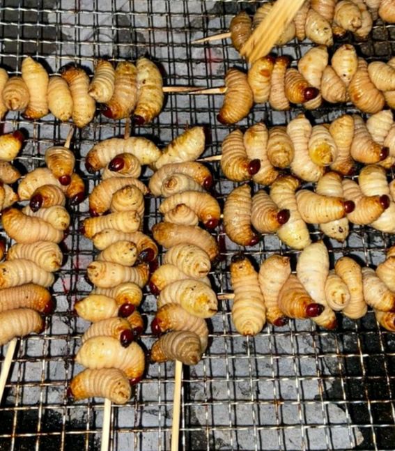  长期大量供应竹虫，全国发货，价格优惠！