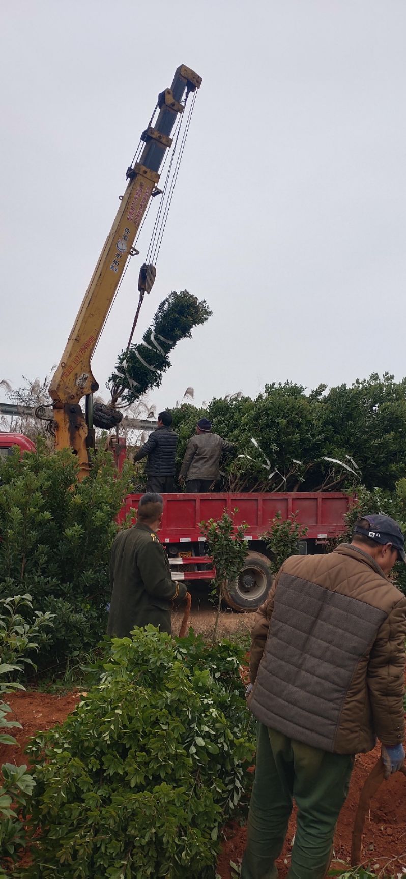 大黑炭杨梅树苗  杨梅树，精品杨梅球，地苗，断根苗，容器苗，