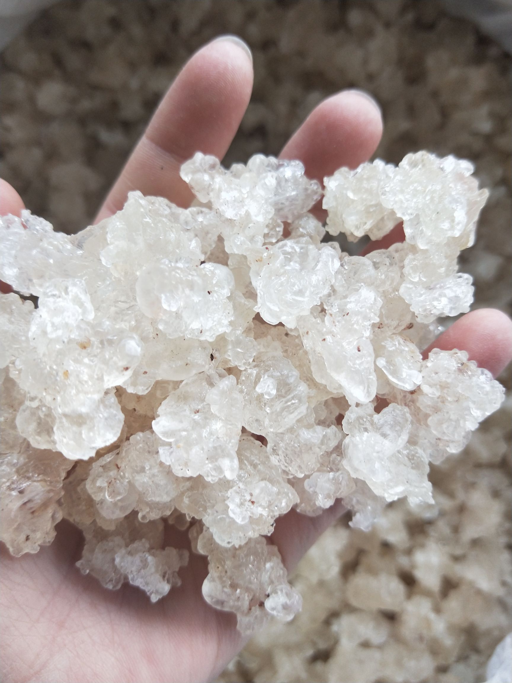 天然拉丝雪燕     一手货源     大货批发