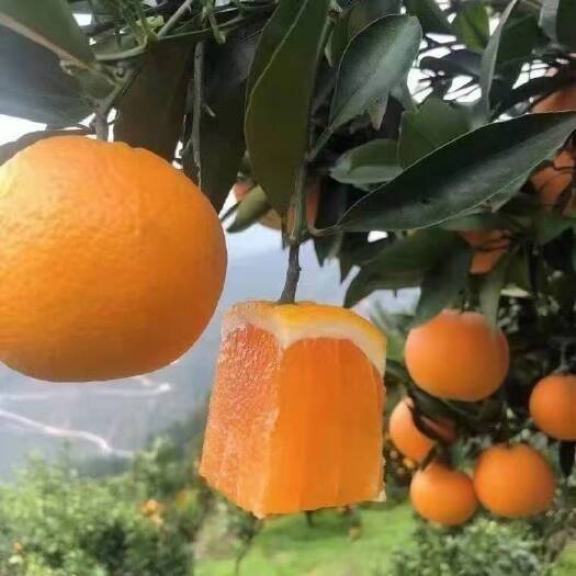 秭归县 秭归圆红脐橙 产地现摘 现发货 农户一手货源