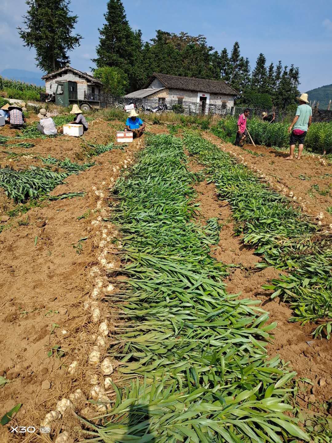 龙牙百合粉  2020年农家纯手工制作纯精淀粉***.自然晾晒健康食品