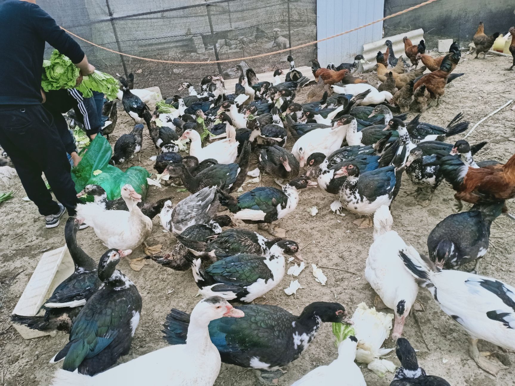 旱鸭7-8斤 统货 半圈养半散养