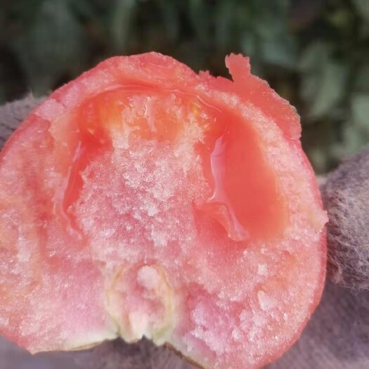 驻马店硬粉128  精品西红柿