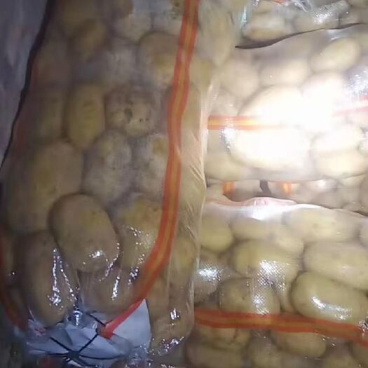 沽源县土豆  翻包干洗微七