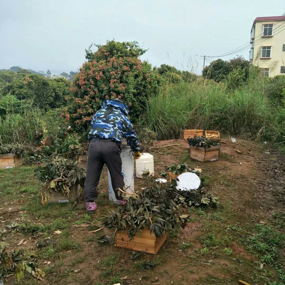 大量批发出售中蜂土蜂蜜 纯净 假一赔十