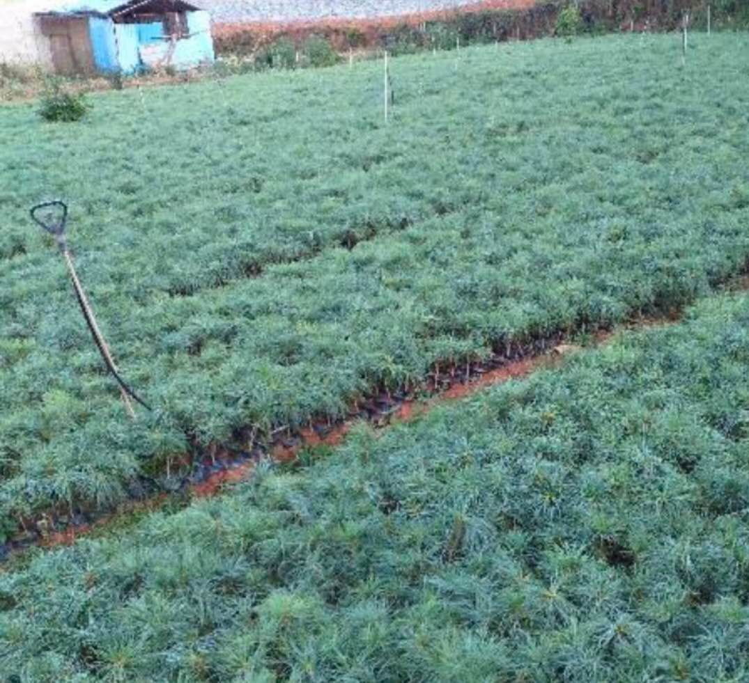 华山松常年出售