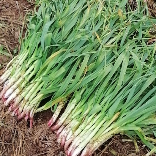 当阳市红根蒜苗 60 - 70cm