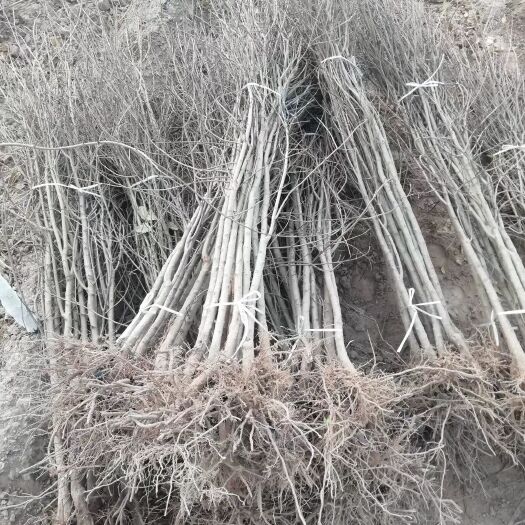 荥阳市突尼斯软籽石榴树苗  红心软籽石榴树苗，免费提供种植技术，保纯度，成活率高