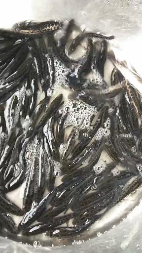 小龙虾苗，奥州品种，抗病力强，成活高，包送