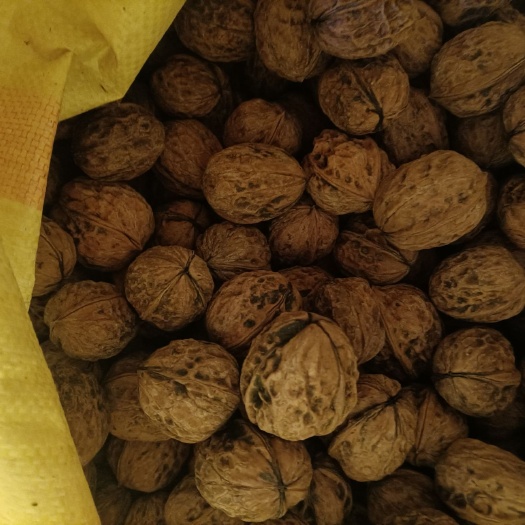 西昌市薄皮核桃 老板们好四川凉山自家的好核桃还有3000斤折骨价甩，