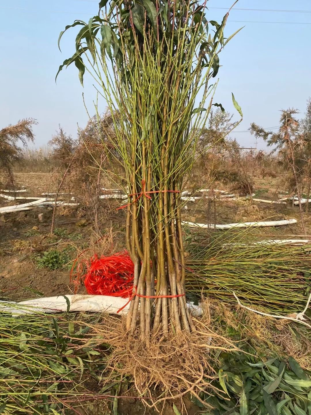 适合在湖北潜江种植的黄桃苗 1.5公分以上 