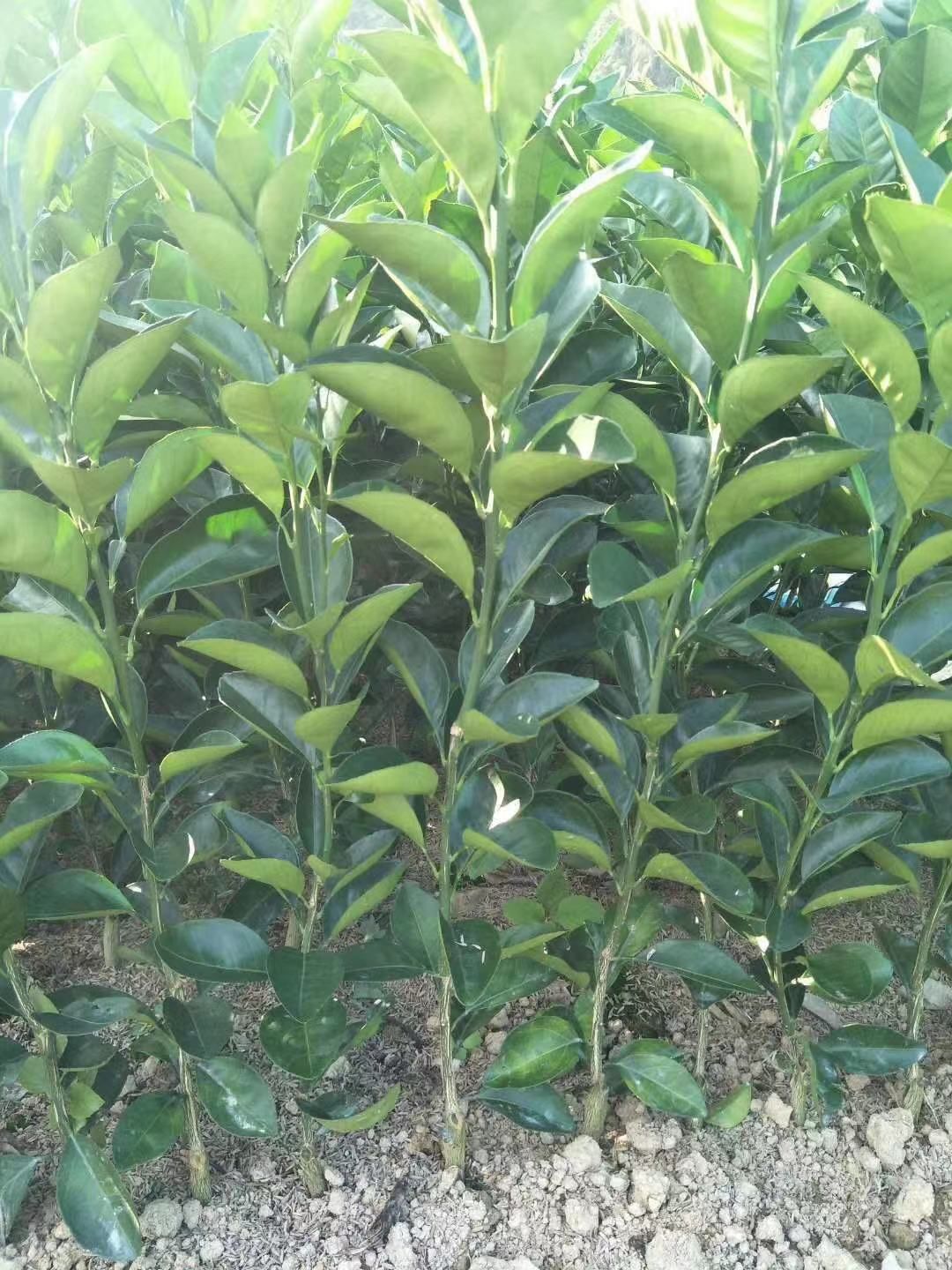 血橙苗  纽荷尔脐橙苗