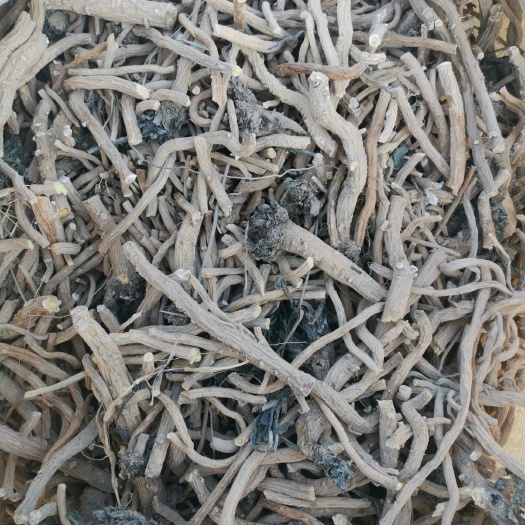北板蓝根  优质板蓝根，自然风干，