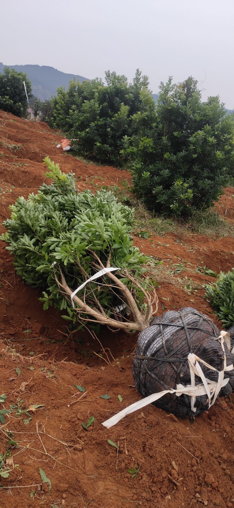 大黑炭杨梅树苗  杨梅树，精品杨梅球，地苗，断根苗，容器苗，