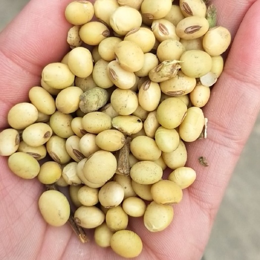 嘉祥县黄大豆 生大豆 1等品 豆粒