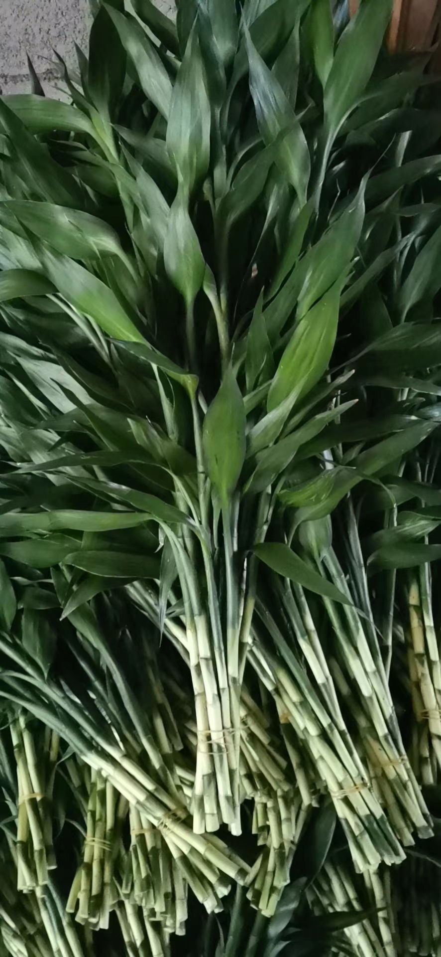 富贵竹  小竹小青竹水竹室内盆景鲜花绿植花卉水培植物基地直销