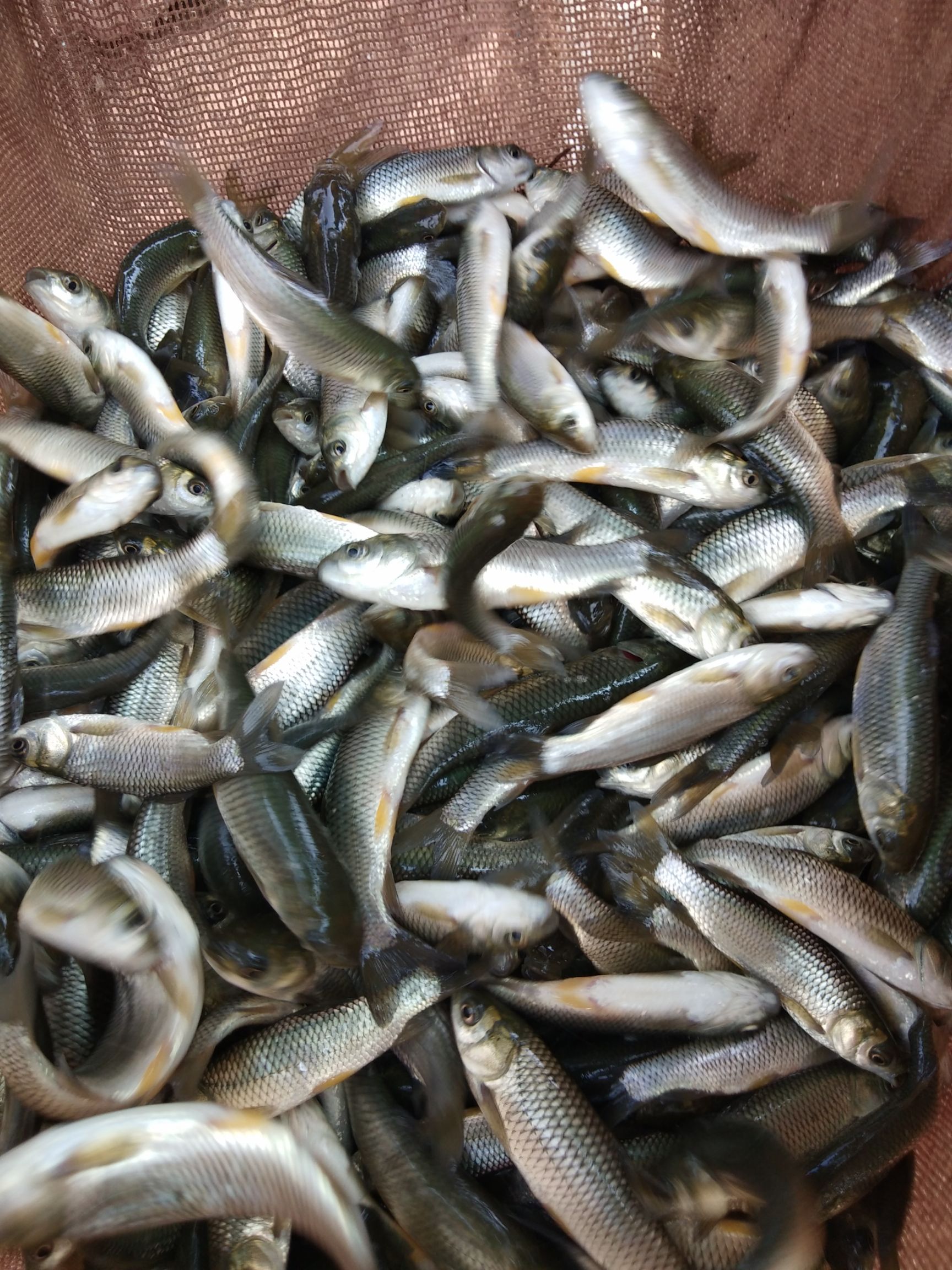 草鱼苗  抗病毒草鱼，长势快，包送，包技术，包消毒