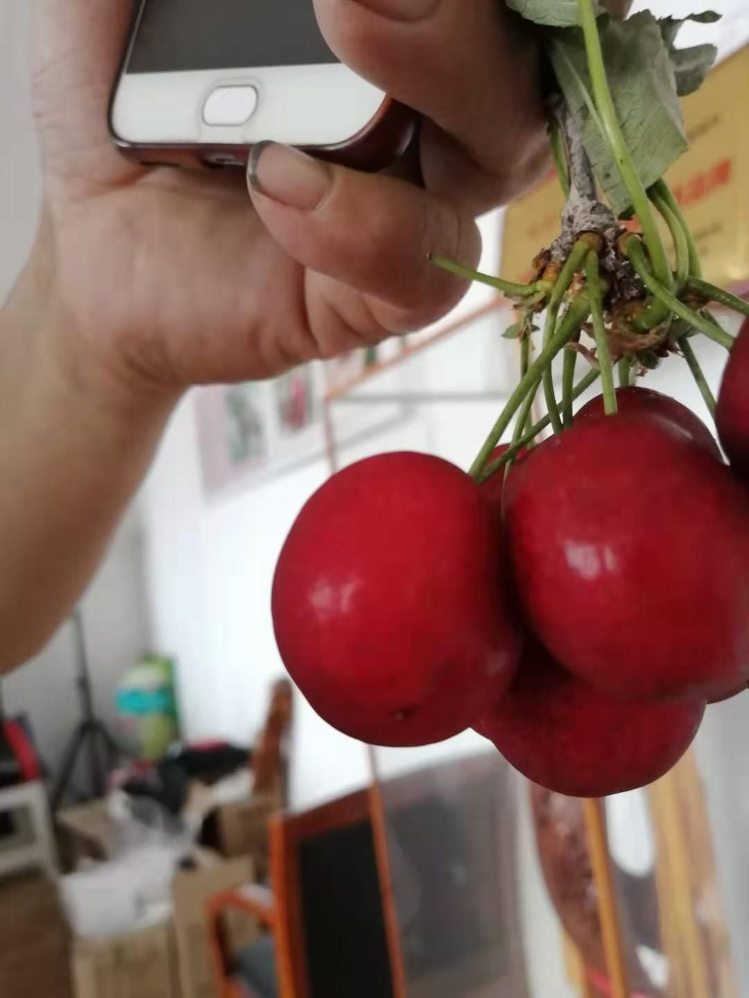 早大果樱桃苗  吉塞拉矮化樱桃苗早大果红灯萨米脱美早齐早鲁樱三号瑞德拉宾斯等