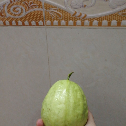 广州白心番石榴 市场果 