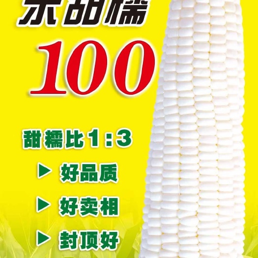 东甜糯100  糯玉米种子 东亚种业推出甜糯白玉米，口感香甜