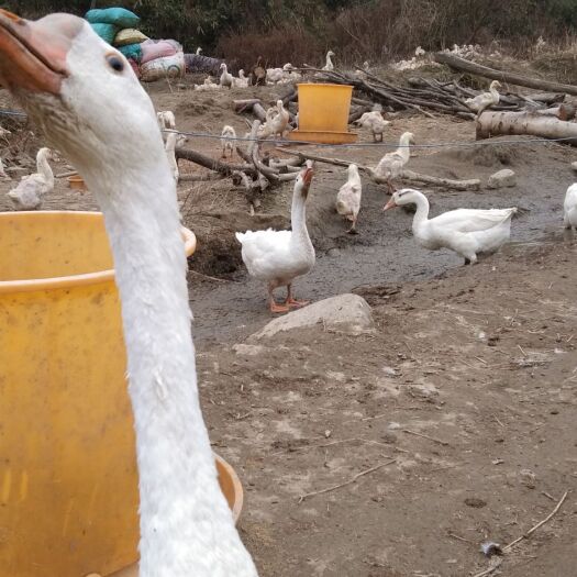 铅山县浙东鹅白鹅