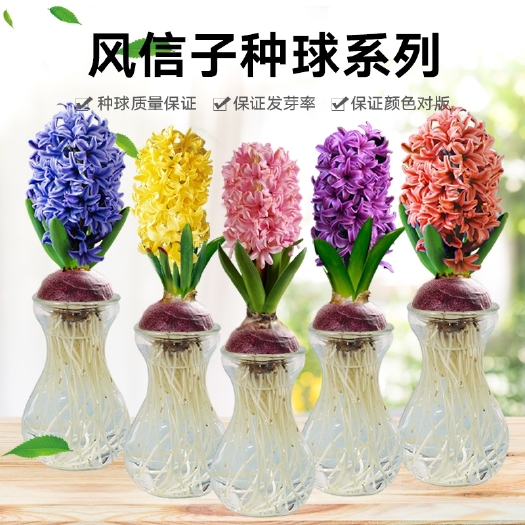 沭阳县风信子种球四季耐寒易活花卉盆栽水培植物套装室内外桌面绿植水仙