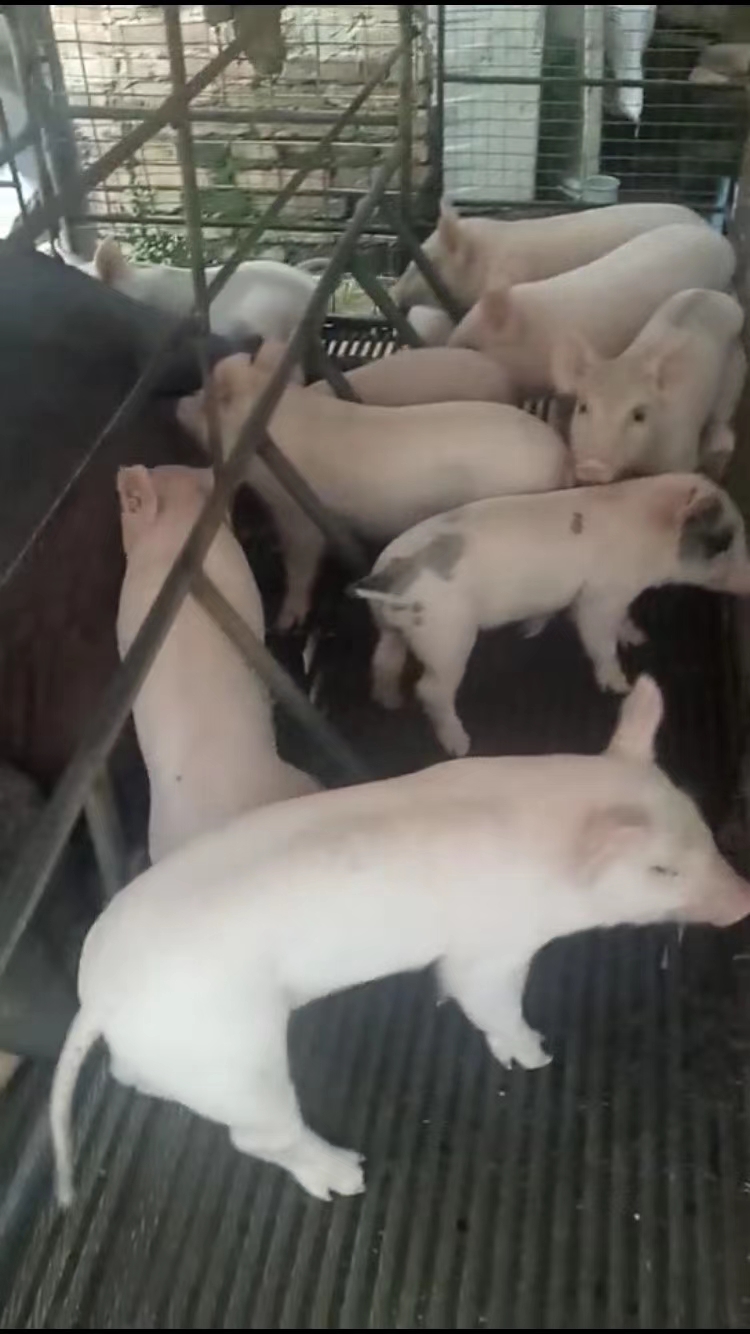 长白仔猪  长白猪苗