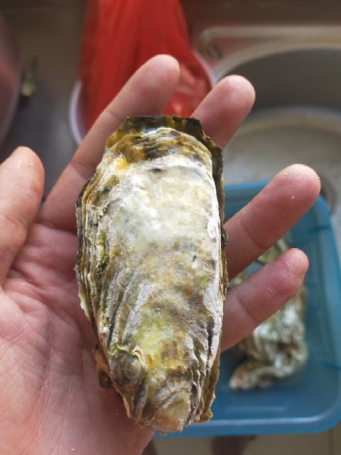 山东乳山牡蛎 生蚝牡蛎