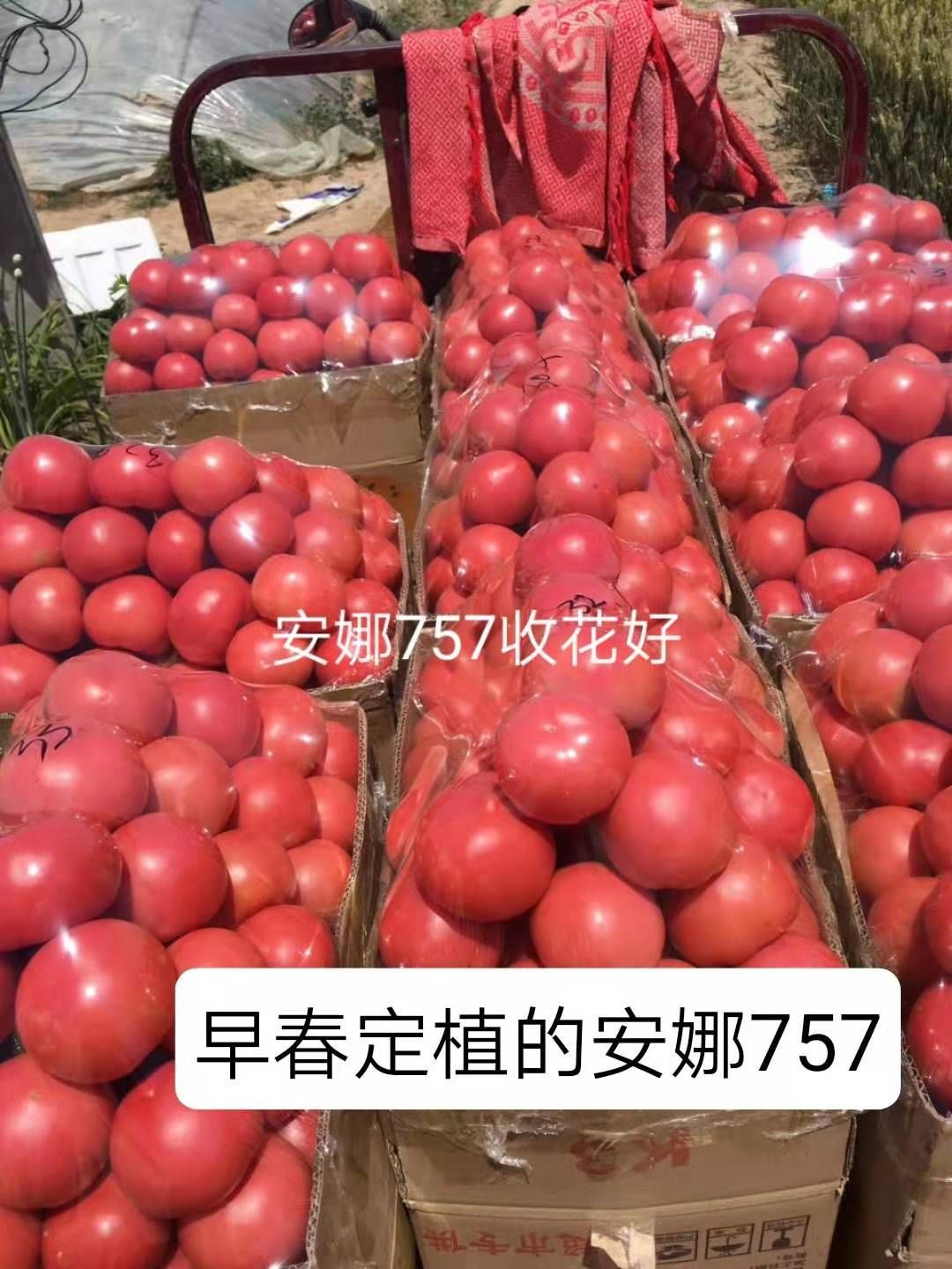 硬粉番茄苗  安娜757抗根腐病