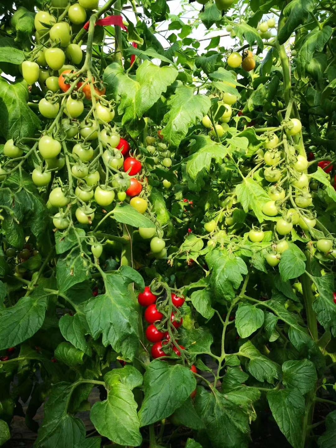 硬粉番茄苗  世纪贝贝樱桃西红柿