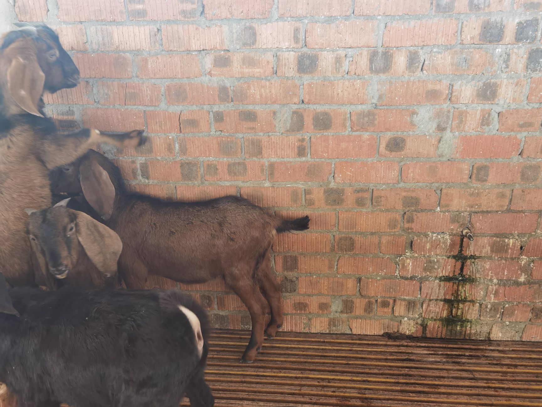 黄色山羊简阳大耳羊种羊目前40斤出头