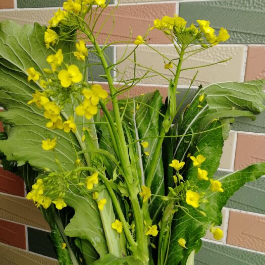广州菜苔 增城菜心。美味可口