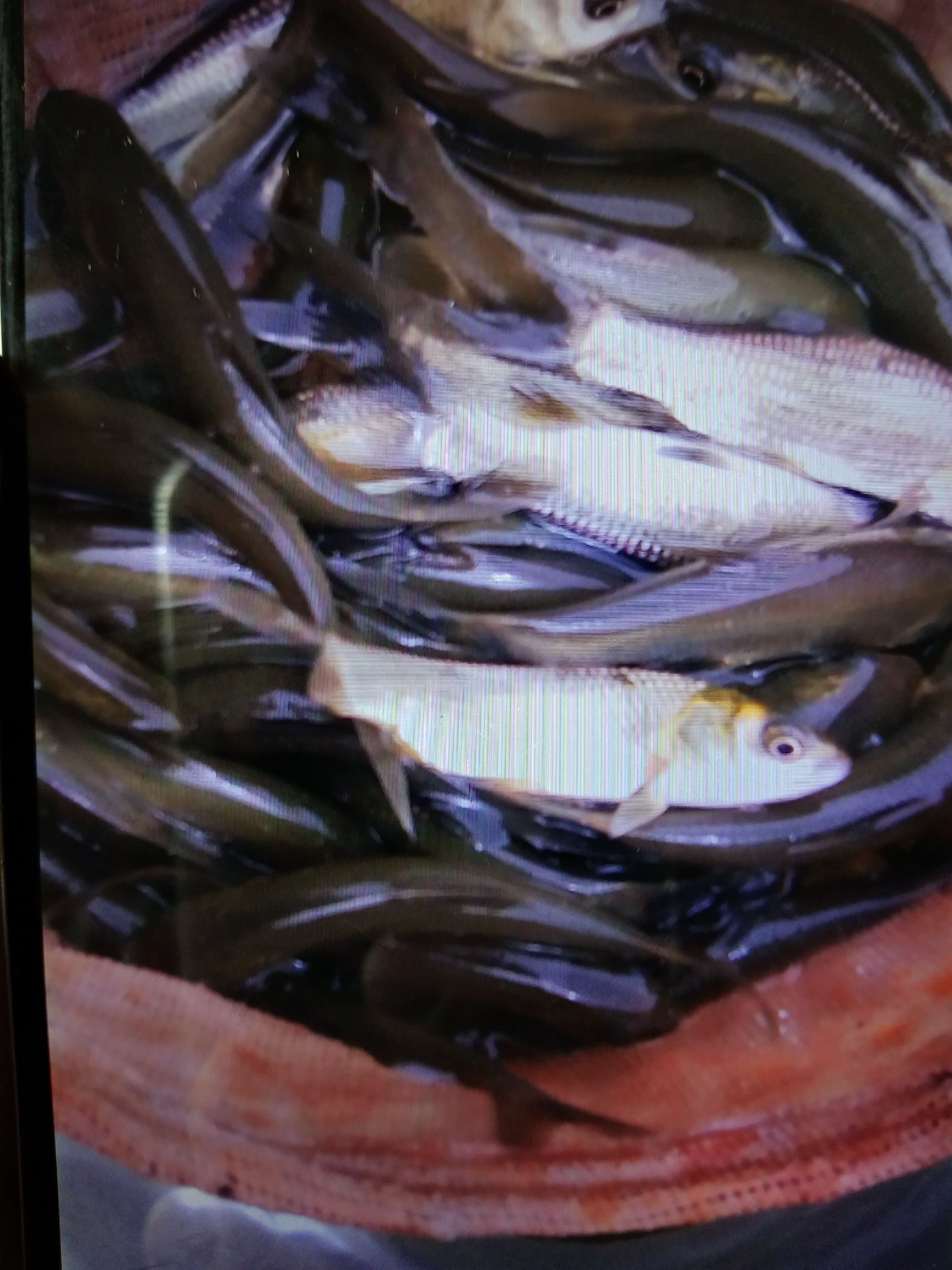 草鱼苗  抗病毒草鱼，长势快，包送，包技术，包消毒