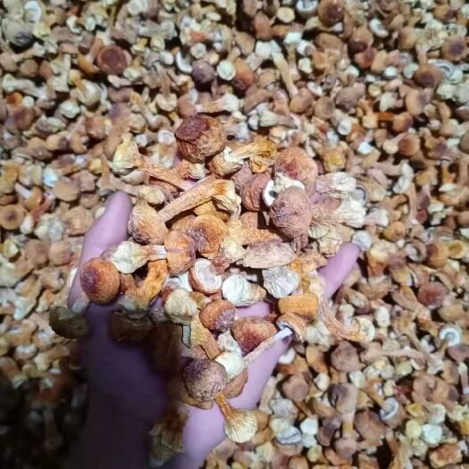 腾冲市 原产地姬松茸，质量保证，货真价实