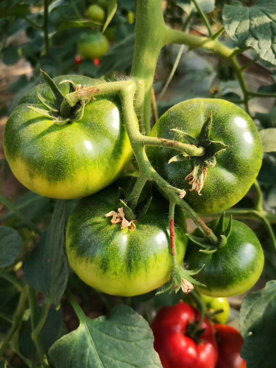 草莓番茄種子  草莓西紅柿種子，純正日本基因，純口感西紅柿，