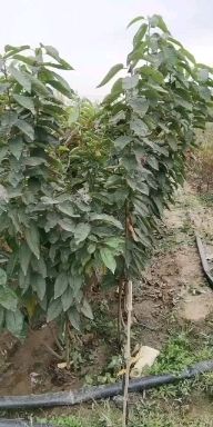 早大果樱桃苗  吉塞拉矮化樱桃苗早大果红灯萨米脱美早齐早鲁樱三号瑞德拉宾斯等