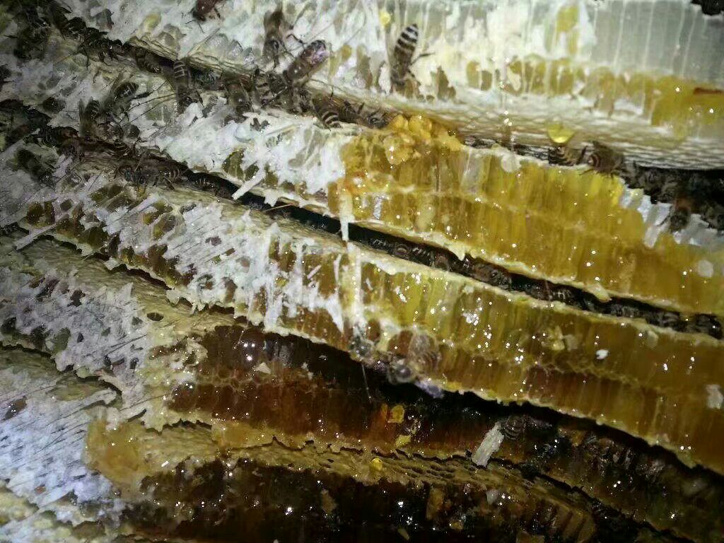 大量批发出售中蜂土蜂蜜 纯净 假一赔十