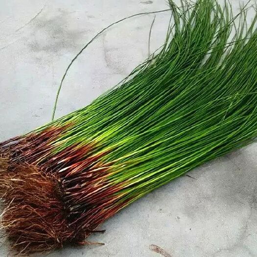随县湖北随县灯芯草中药材新鲜直供适合煲汤药用草本植物全草类