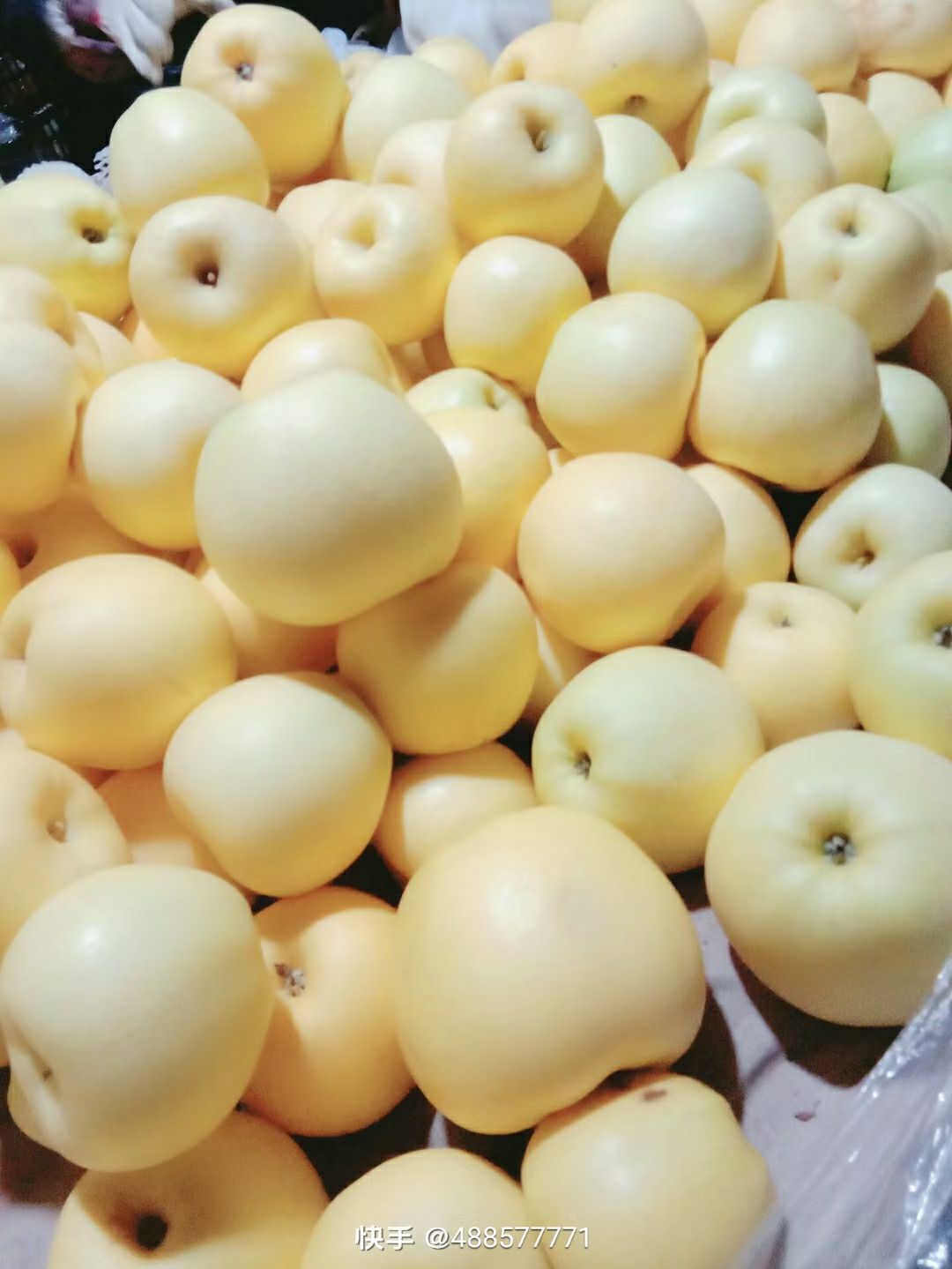 黄元帅苹果 辽宁省葫芦岛市绥中县 纸袋 黄色 一级果