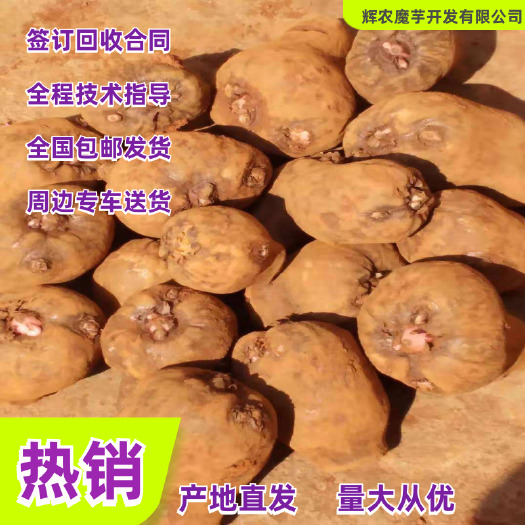 富源县魔芋种子  50g以下的基地种子，发芽率高，质量保证，提供种植技术指导。