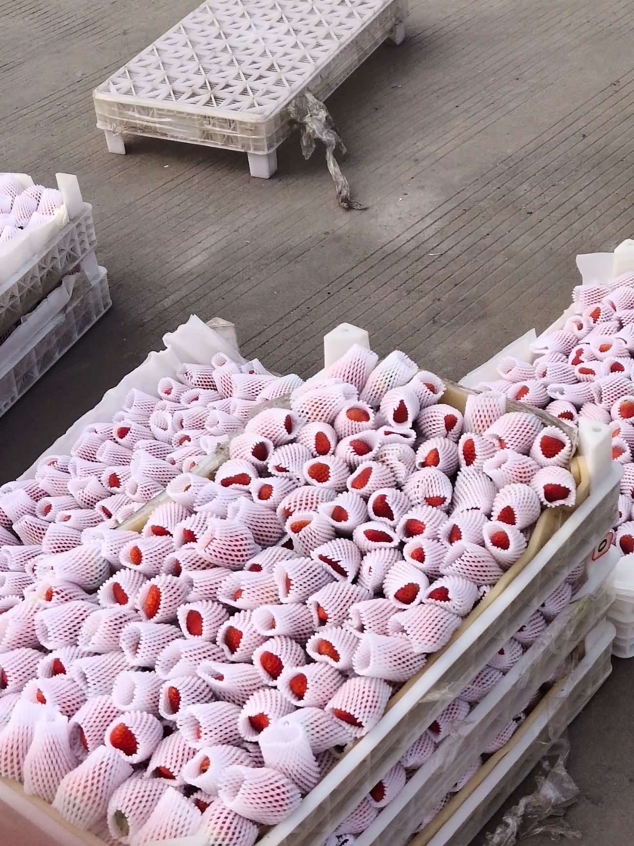 红颜草莓  安徽合肥长丰县果农直发