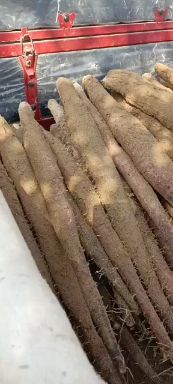  广西贺州淮山药！