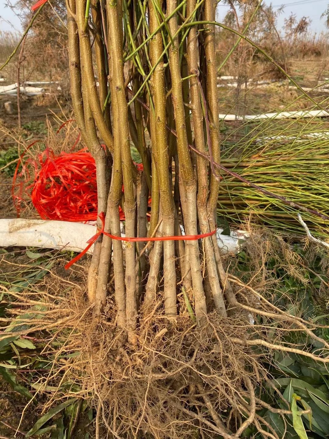 适合在湖北潜江种植的黄桃苗 1.5公分以上 