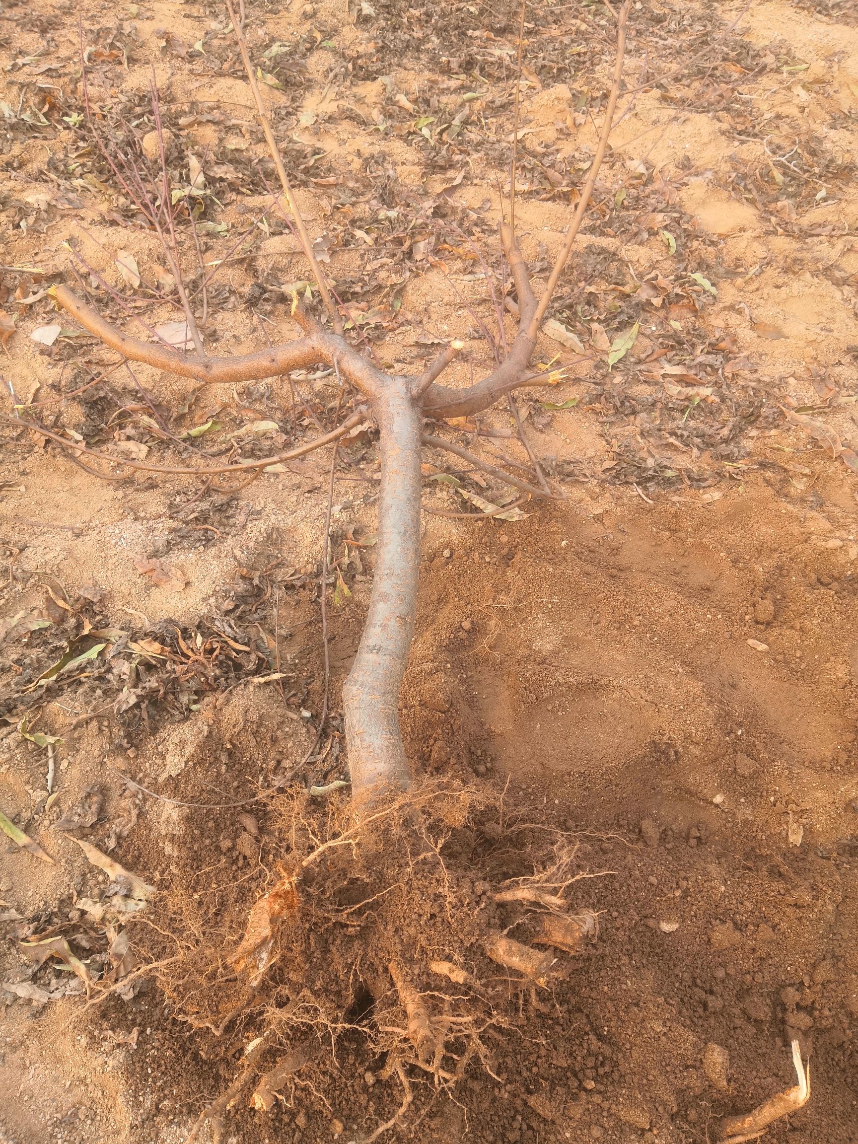 桃树苗 1—4公分嫁接桃树，毛苗，占地苗，大量有货，现挖现卖量大质优