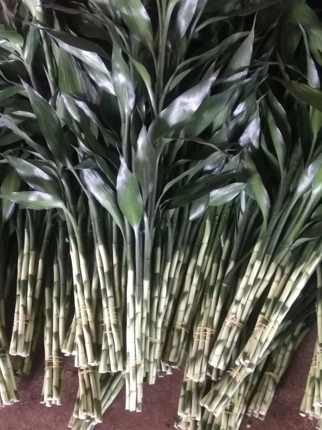 富贵竹  小竹小青竹水竹室内盆景鲜花绿植花卉水培植物基地直销
